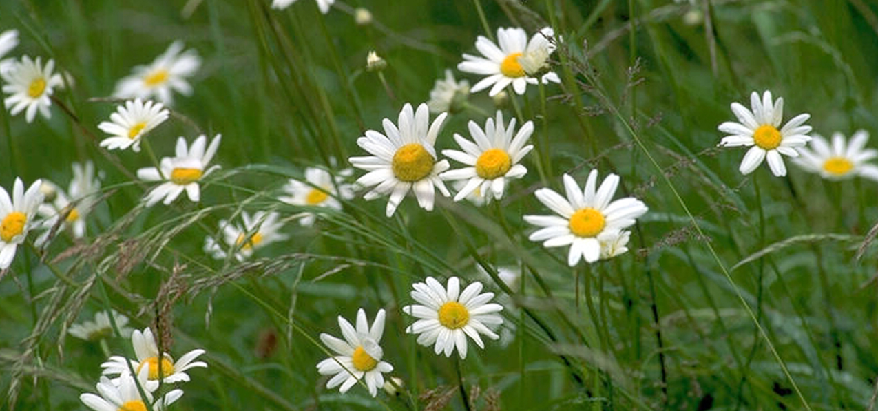 Field of Daisies